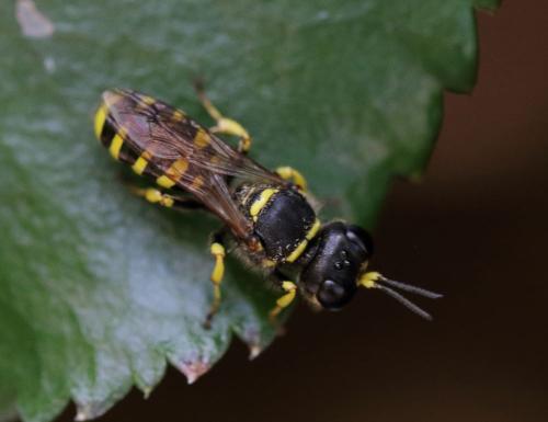 Réf. 351 909 : Ectemnius sp.