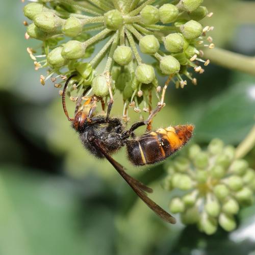Vespa velutina