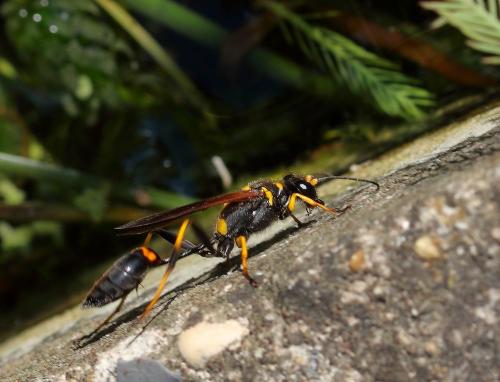 Réf. 351 741 : Sceliphron caementarium
