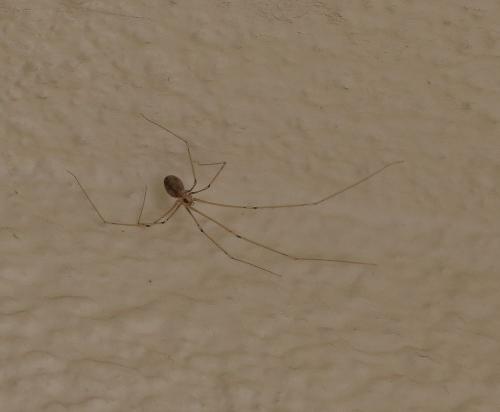 Pholcus phalangioides