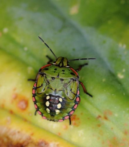 Réf. 351 968 : Nezara viridula