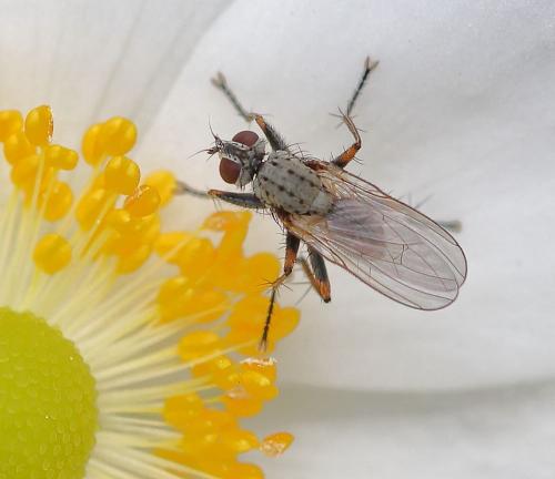 Réf. 351 920 : Coenosia tigrina