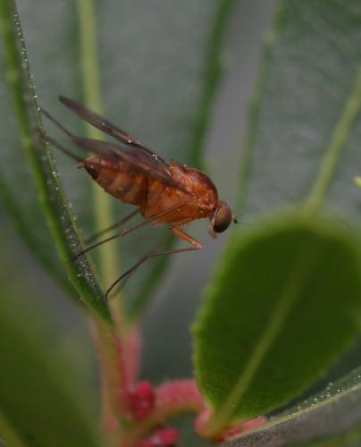 Chrysopilus sp.