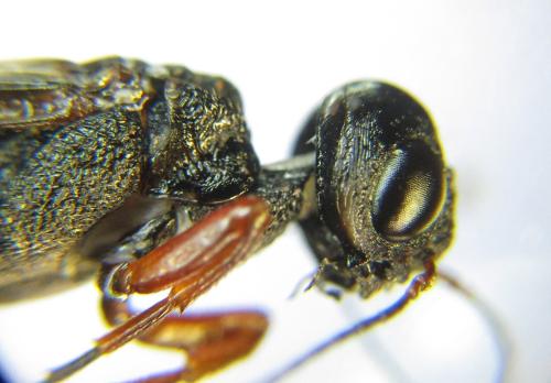 Xiphydria camelus