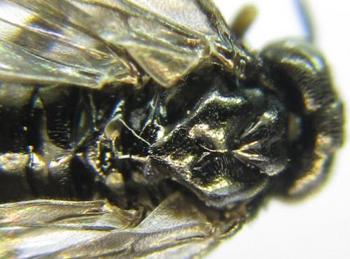 Réf. 351 136 : Endelomyia aethiops