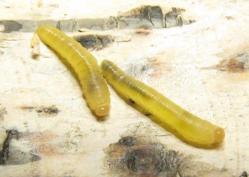 Réf. 351 158 : Pristiphora armata