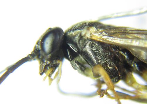 Réf. 351 201 : Pristiphora armata