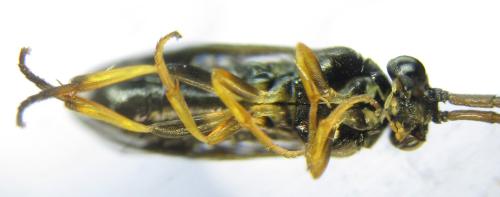 Réf. 351 261 : Pristiphora armata