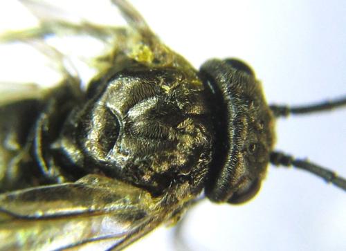 Réf. 351 303 : Pristiphora abbreviata