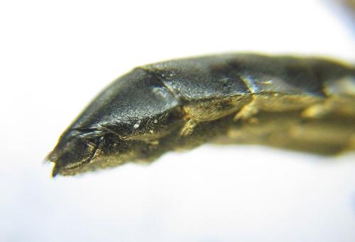 Réf. 351 096 : Xiphydria camelus