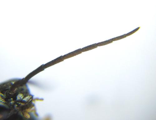 Réf. 351 202 : Pristiphora armata