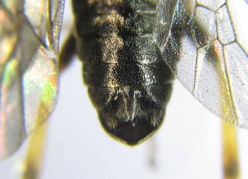 Réf. 351 262 : Pristiphora armata