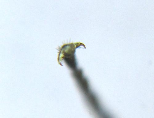 Réf. 351 304 : Pristiphora abbreviata
