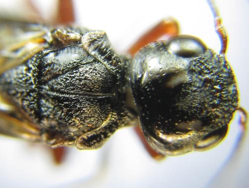 Xiphydria camelus