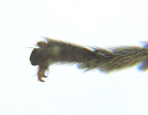 Réf. 351 203 : Pristiphora armata