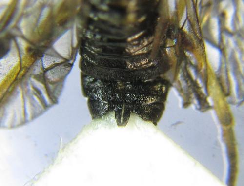 Réf. 351 263 : Pristiphora armata