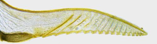 Réf. 351 305 : Pristiphora abbreviata