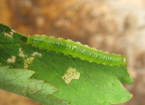 Sterictiphora geminata