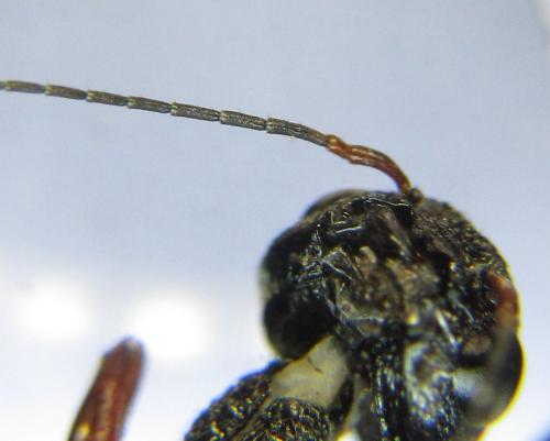 Xiphydria camelus