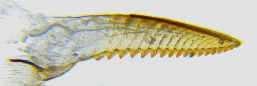 Réf. 351 204 : Pristiphora armata