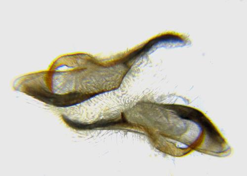 Réf. 351 264 : Pristiphora armata