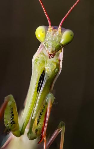 Réf. 351 731 : Mantis religiosa