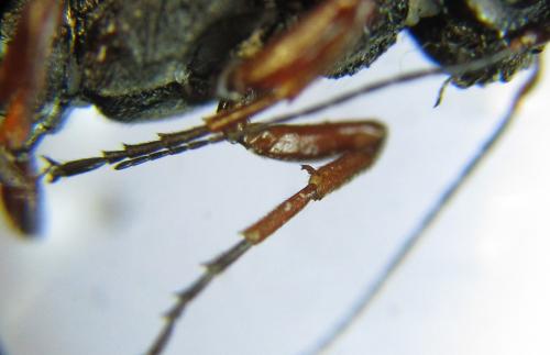 Xiphydria camelus