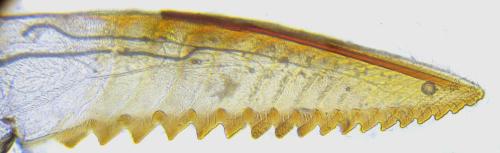 Réf. 351 205 : Pristiphora armata