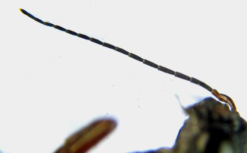 Xiphydria camelus