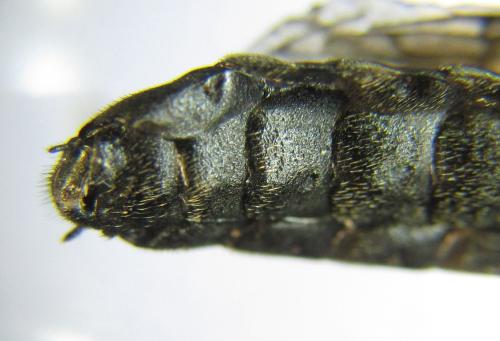 Xiphydria camelus