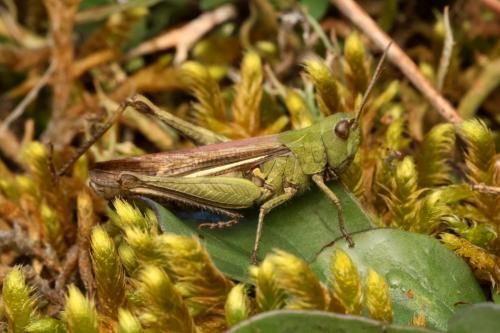 Réf. 351 876 : Chorthippus biguttulus biguttulus