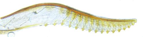Réf. 351 137 : Endelomyia aethiops