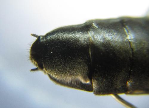 Xiphydria camelus