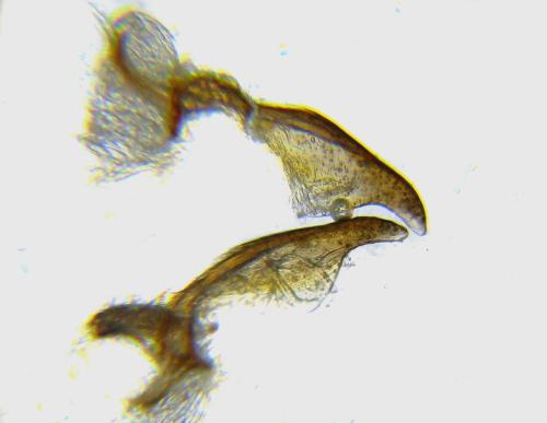 Xiphydria camelus