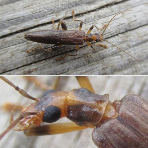 Oedemera femoralis