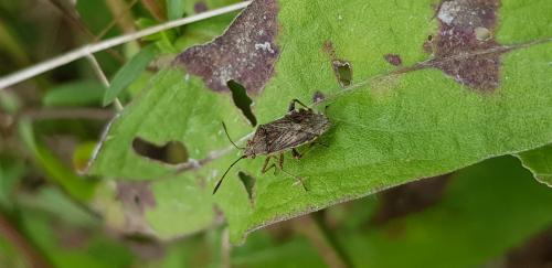 Stictopleurus sp.