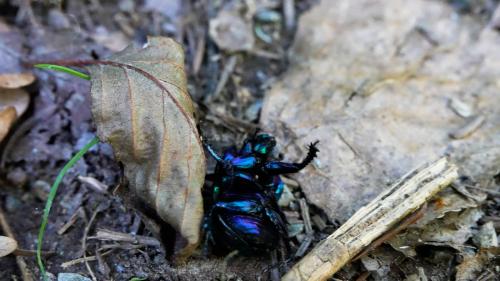 Réf. 351 995 : Trypocopris pyrenaeus