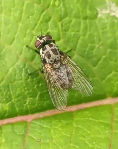 Réf. 351 875 : Limnophora tigrina