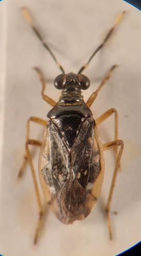 Réf. 351 850 : Chartoscirta elegantula