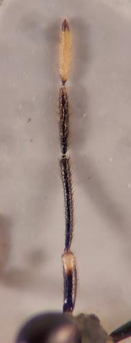 Réf. 351 852 : Chartoscirta elegantula