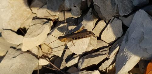 Réf. 351 975 : Chorthippus sp.