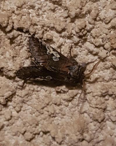 Réf. 351 805 : Diloba caeruleocephala
