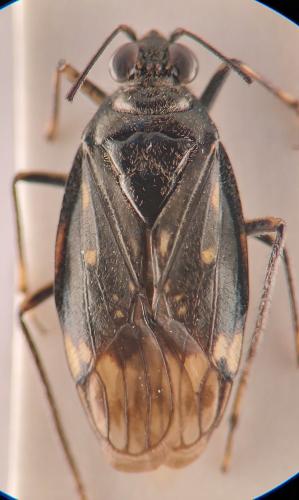 Réf. 351 863 : Macrosaldula scotica