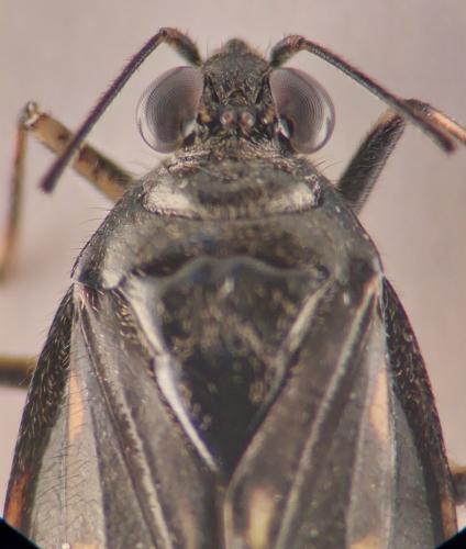 Réf. 351 864 : Macrosaldula scotica