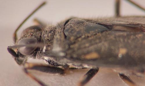 Réf. 351 865 : Macrosaldula scotica