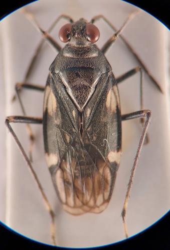 Réf. 351 866 : Macrosaldula variabilis