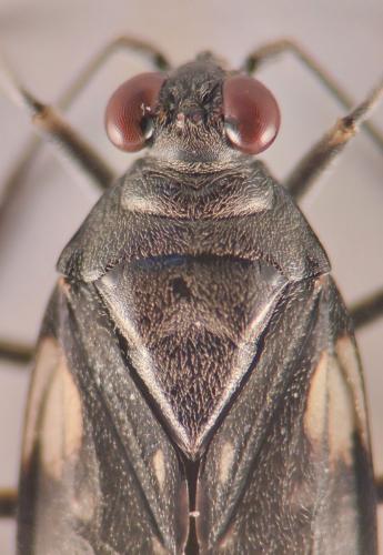 Réf. 351 867 : Macrosaldula variabilis