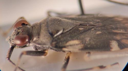 Réf. 351 868 : Macrosaldula variabilis