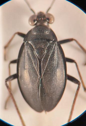 Salda muelleri