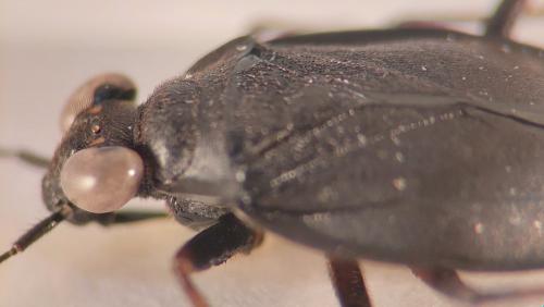 Salda muelleri
